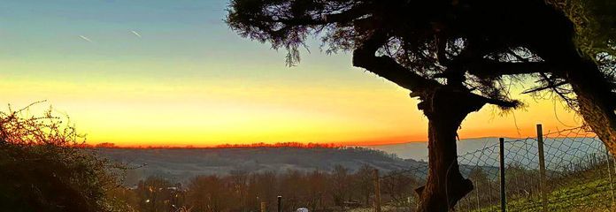 Blick in den Rheingau