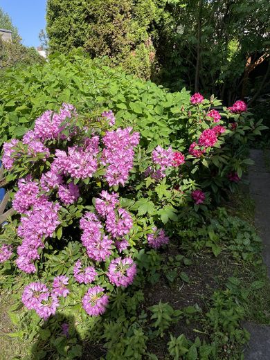 Provisionsfrei, EINFAMILIENHAUS MIT GARTEN in begehrter Wohngegend Dessau-Ziebigk – Vorgarten-Blüten