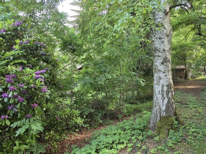 ***sattes Grün und viel Natur! im Mischgebiet Grundstück für Liebhaber!*** – Foto 1