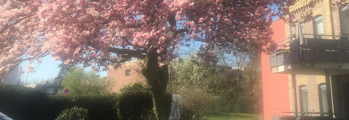 Vorgarten mit Magnolie