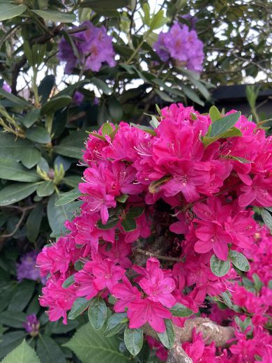 Rhododendron und Azaleen