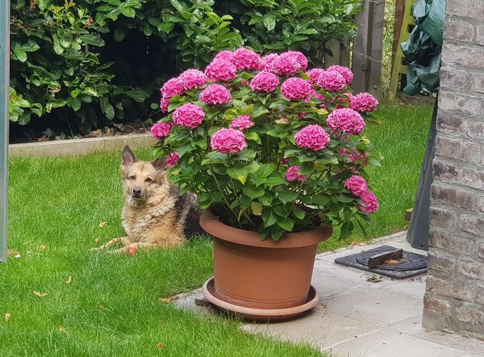 Hund fühlt sich auch wohl!