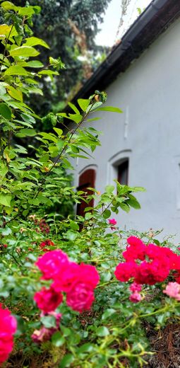 Drei-Seiten-Hof, Event & Hochzeitslokation, Selbstversorger Hof, Scheune – Foto 4