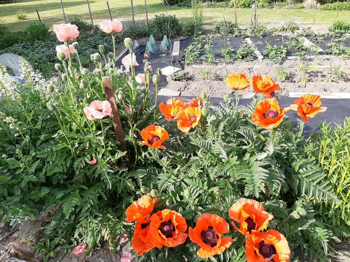 Gartenbeete