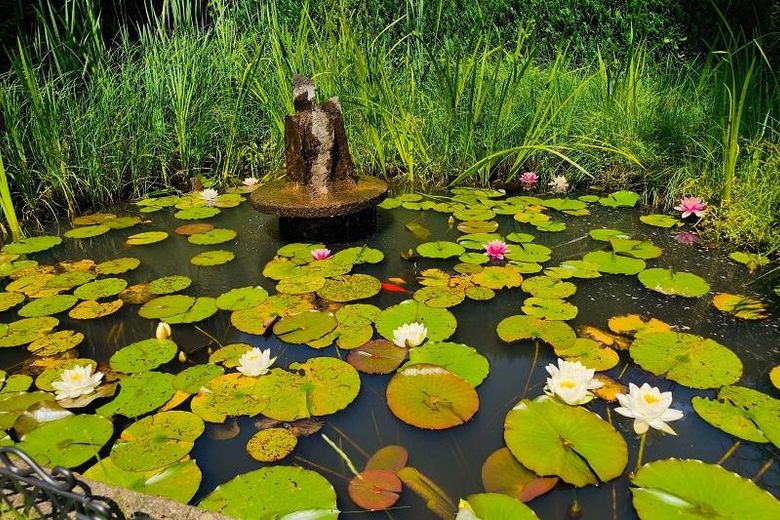 Gartenteich