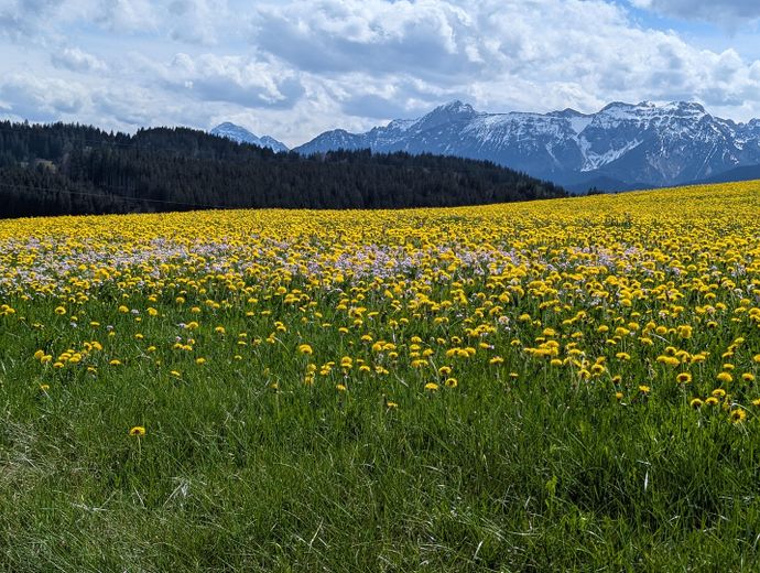 Frühling im Allgäu