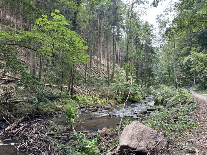 Dornröschen am Bachlauf - Ruhige Lage, kein Durchgangsverkehr - Traumhaft Natur erleben! Aussteiger! – Bachlauf