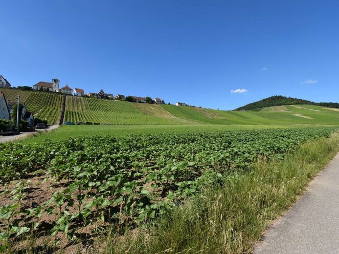 Wohnen unterhalb vom Weinberg – फोटो 1