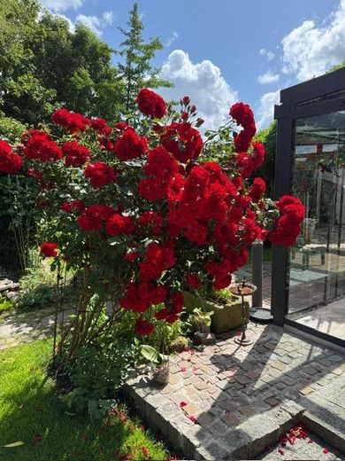 Exclusive country house near Sylt with ambiance & flair – Herrliche Rosen