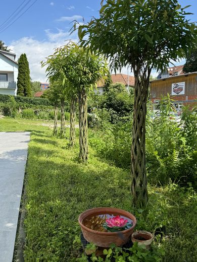 Allee mit Weidenhochstämmen