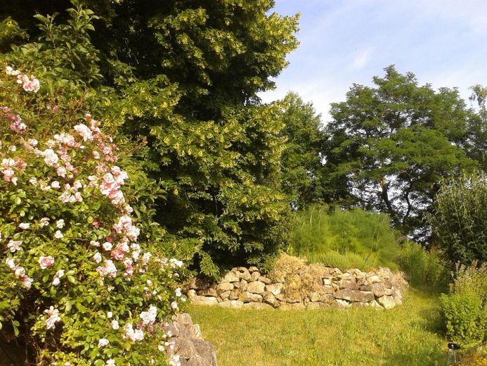 Gartenidylle mit Sommerlinde