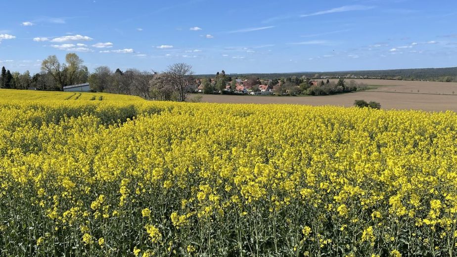 EXKLUSIVES EINFAMILIENHAUS IN RUHIGER UND GRÜNER LAGE VON BÜHLAU – Blick auf die Straße hinter Feldern