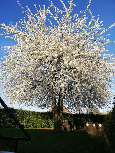 Kirschbaum im Frühling