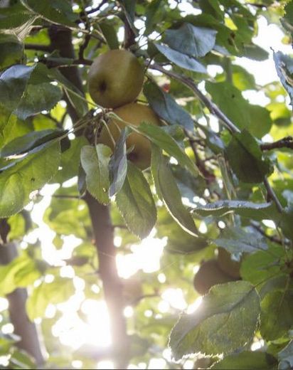 Wohnerlebnis am Jenischpark: traumhafte Erdgeschoßwohnung mit eigenem Garten von Privat – Apfelbaum