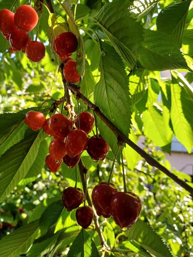 Einfamilienhaus in Kaiserslautern Erfenbach auf Eigentumsgrundstück, mit Anbau und Garten – Foto 11