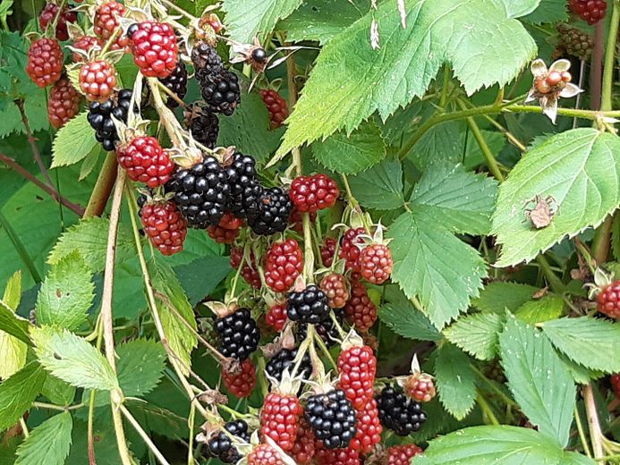 Szczęście mieszkania i radość z ogrodu – Brombeeren