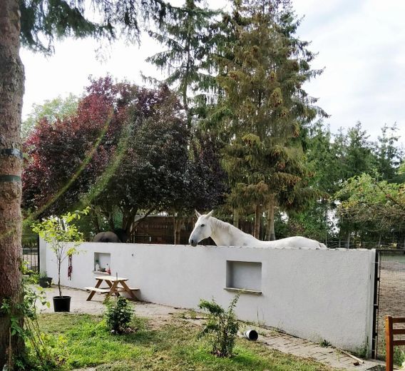 Tu sueño de tener un caballo en casa se hace realidad – Foto 16