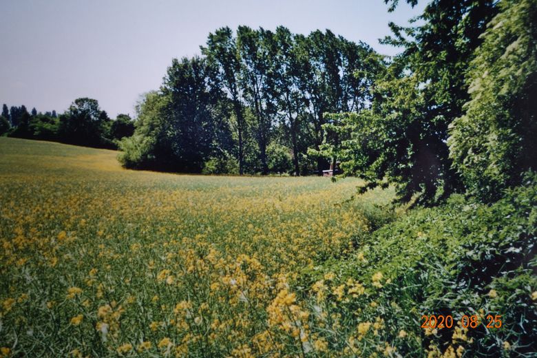 Dwór z 1824 r., duża działka 15 500 m², 01594 Stauchitz koło Riesa-Drezna – Blick aufs Feld
