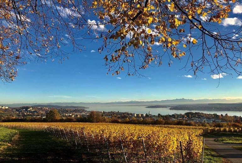 Einmalige Aussicht über den Bodensee – Bild 8