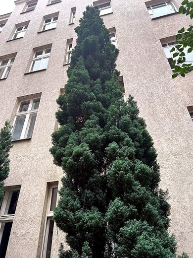 Wohnen auf Zeit am Boxhagener Platz – vollmöbliertes, saniertes 1-Zimmer-Altbau-Atelier ab 01.10.26 – Foto 12