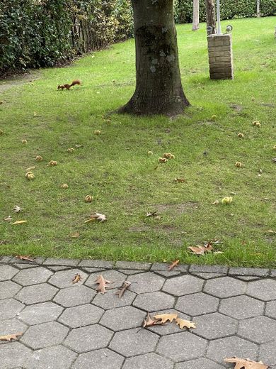 Wohnen und Arbeiten: Stilvolles Mehrfamilien- und Geschäftshaus mit großem Garten. – fröhliche Gartenbewohner