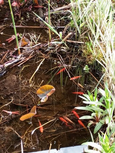 Goldfische im Seerosenteich