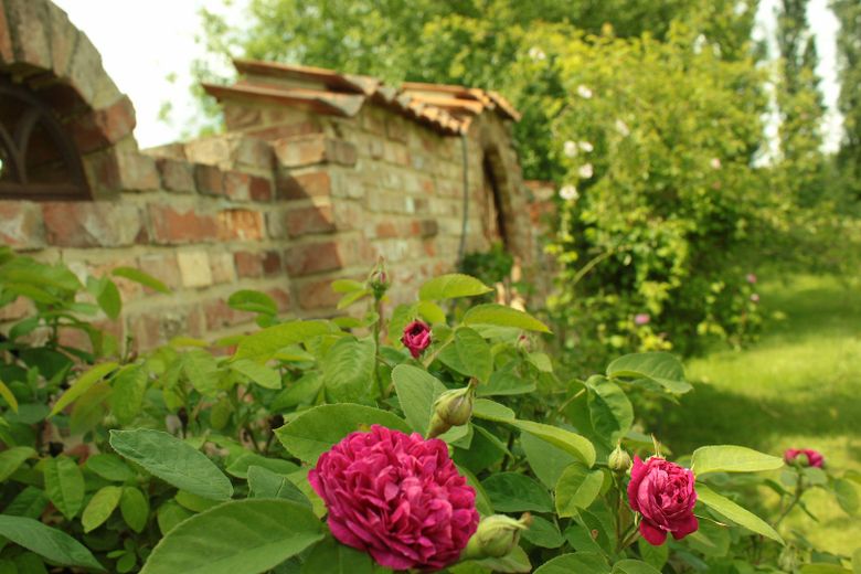 Kernsaniertes Bauerhaus unter Reet auf naturnahem Grundstück in Feldrandlage – Rosenduft ohne Ende
