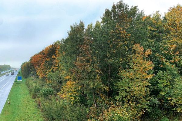 Waldfläche in 24983 Handewitt OT Ellund, An der A 7