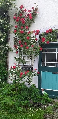 Rosengruß im Eingangsbereich