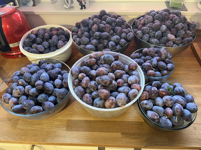 Pflaumen aus dem eigenen Garte