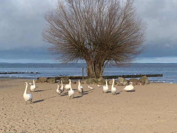 Strand von Ueckermünde