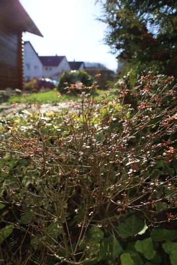 Sanierte 2.5-Zi-Wohnung mit Einbauküche, Terrasse, Garten + Gartenhütte in Waldstetten – Naturgarten