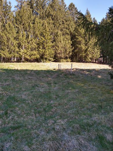 Vielseitig nutzbares Zweifamilienhaus mit unverbaubarer Aussicht – Blick zum Wald