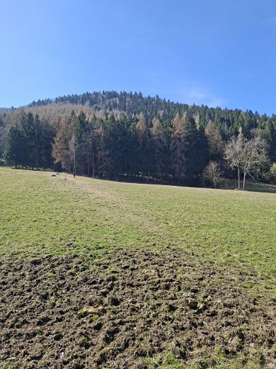 Blick zum Wald und Wiese