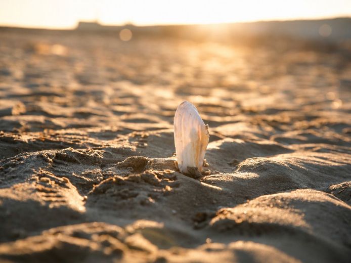 Nordsee-Auszeit mit Blick in die 
Natur - Ihr Ferienhaus in Spieka-Neufeld – Jeder Tag ein kleines Stück Urlaub