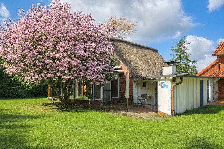 Tulpenbaum in der Blüte