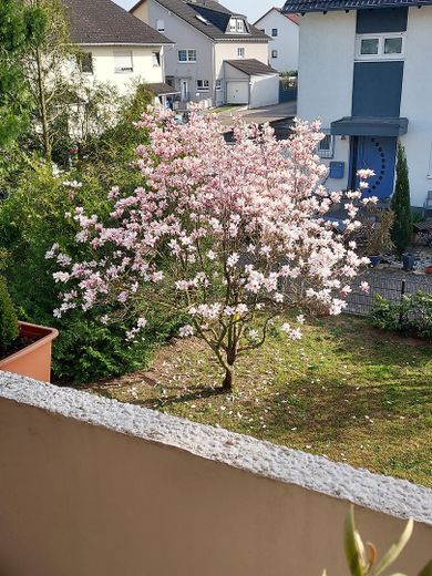 Blick von Balkon auf Garten