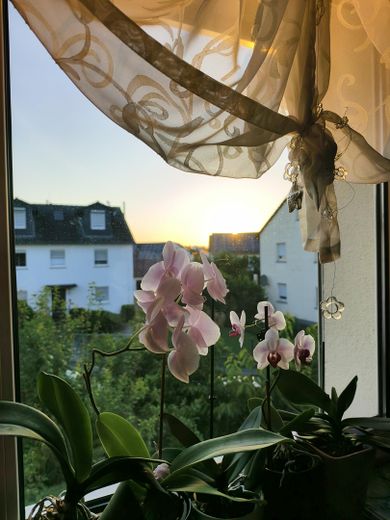 Freistehendes Zweifamilienhaus in Rumpenheim 7,5 Zimmer, 3 Bäder, gr. Garten, Garage, Ausbau möglich – Blick Fenster