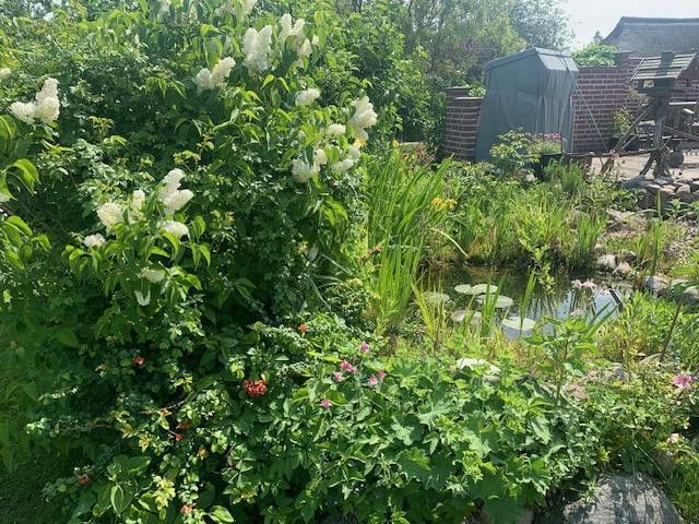 Teich und Terasse