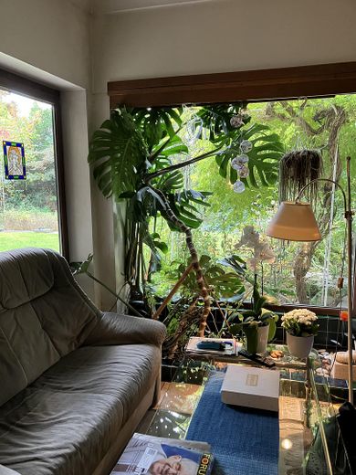 Wintergarten im Lesezimer