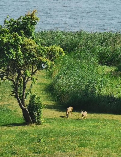 Rehe auf dem Grundstück