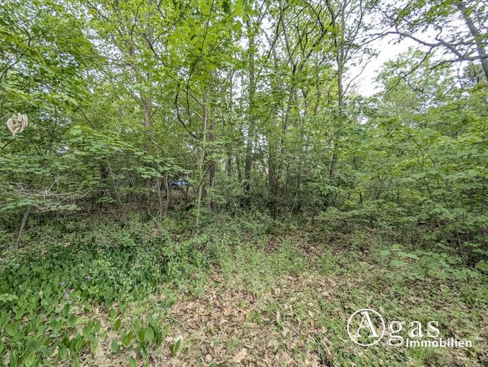 Großzügiges Baugrundstück in begehrter Wohnlage von Caputh – Ansicht Grundstück (2)