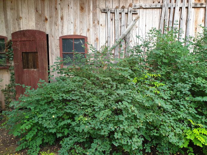 Charming country house with living basement, large garden, workshop, two verandas, hobby stable – Holzschuppen
