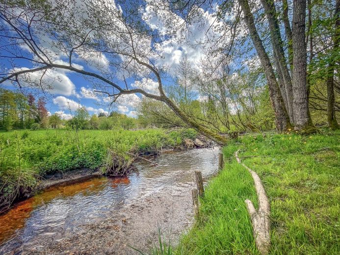 Historische Wassermühle am Lüßbach – einzigartiges Refugium auf 2.678 m² bei Berg – Bachlauf Grundstücksgrenze