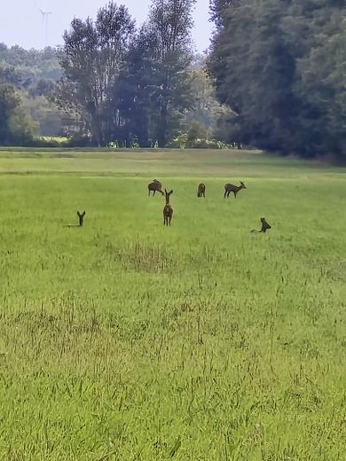 Wildleben auf dem Grundstück