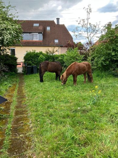 ► Freistehendes Wohnhaus direkt am Naturschutzgebiet – Foto 20