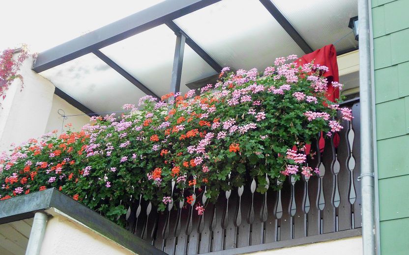 Geranien am Balkon