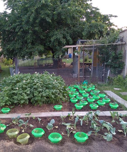 Gemüsegarten