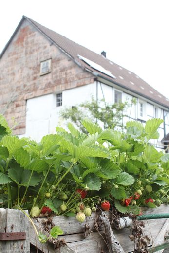 Fachwerkhaus mit Talblick - historisches Wohnen im Grünen bei Bielstein – Garten