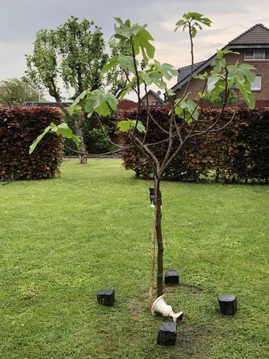 Feigenbaum